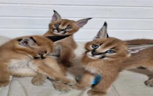 beautiful-serval-and-caracal-kittens-available-tezpur-1877784202582338